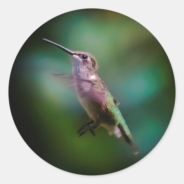 Ruby-throated Hummingbird - Original Photograph Classic Round Sticker (Front)