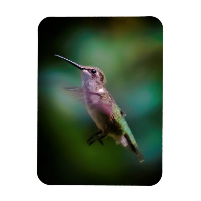 Ruby-throated Hummingbird - Original Photograph Magnet (Vertical)