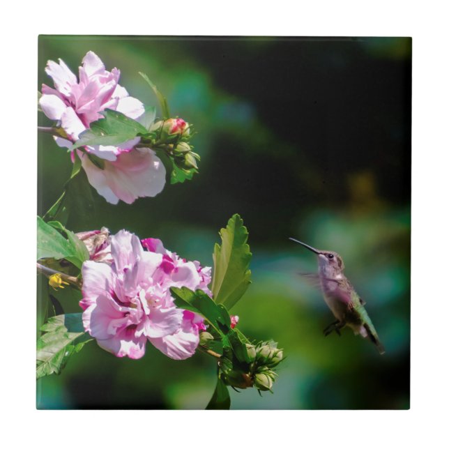 Ruby-throated Hummingbird - Original Photograph Tile (Front)
