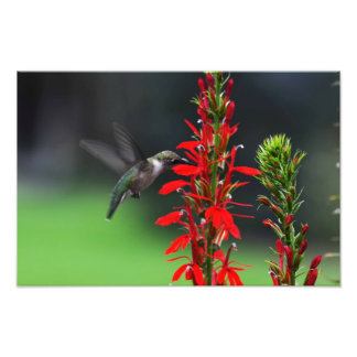 Ruby Throated Hummingbird Photo Print