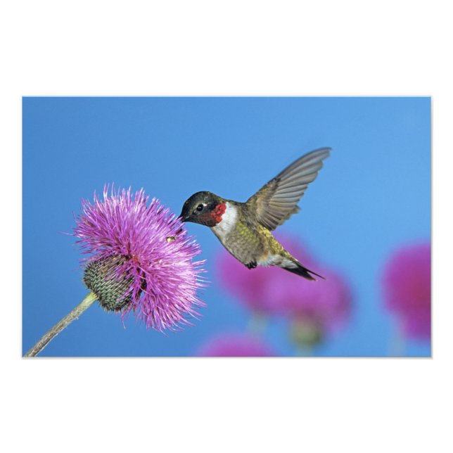 Ruby-throated Hummingbird Photo Print (Front)