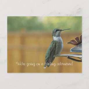 Ruby Throated Hummingbird Postcard