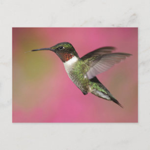Ruby Throated Hummingbird Postcard