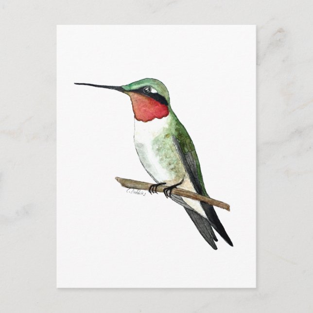 Ruby-throated Hummingbird Postcard (Front)