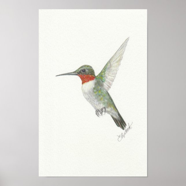 Ruby-Throated Hummingbird Poster (Front)