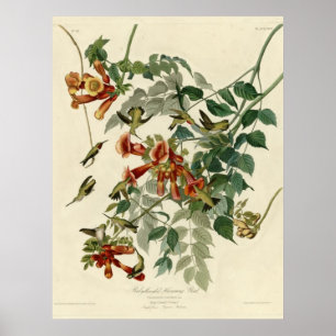 Ruby throated Hummingbird Poster