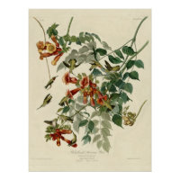Ruby-throated Hummingbird