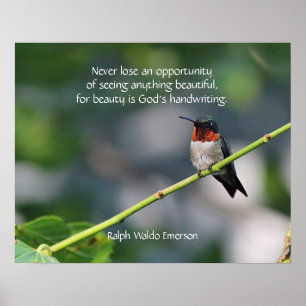 Ruby-throated Hummingbird Poster