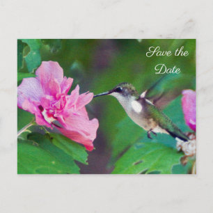 Ruby Throated Hummingbird Save the Date Postcard