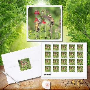 Ruby-Throated Hummingbird  Square Sticker