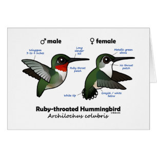 Ruby-throated Hummingbird Statistics