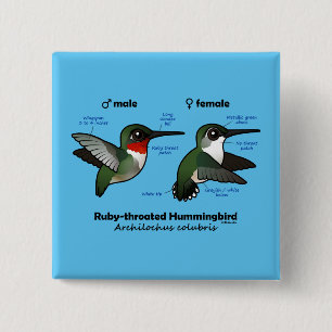 Ruby-throated Hummingbird Statistics 15 Cm Square Badge