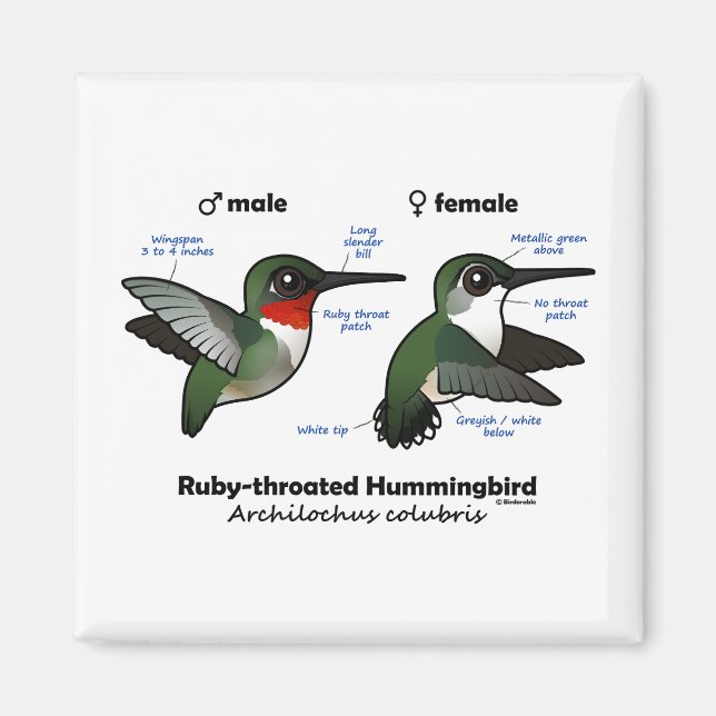 Ruby-throated Hummingbird Statistics Magnet (Front)