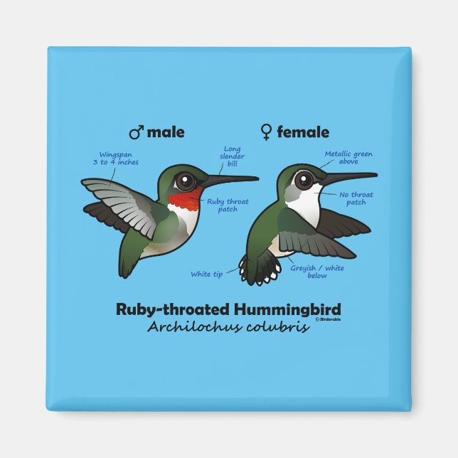 Ruby-throated Hummingbird Statistics Magnet (Front)