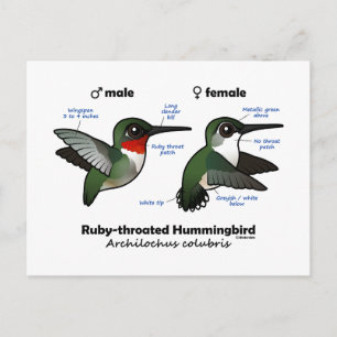 Ruby-throated Hummingbird Statistics Postcard