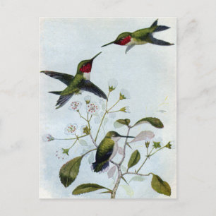 Ruby-throated Hummingbirds Postcard