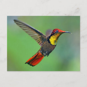 Ruby Topaz Hummingbird (Chrysolampis mosquitus) Postcard