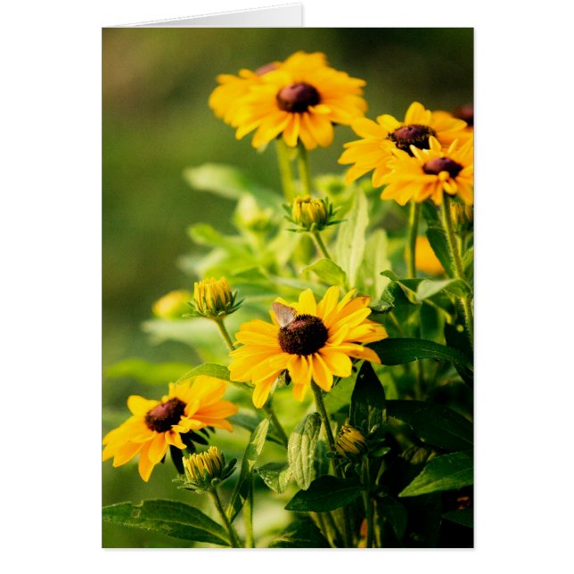 Rudbeckia (Front)