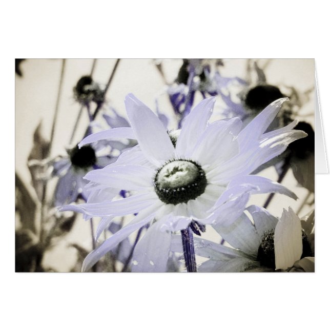 Rudbeckia (Front Horizontal)