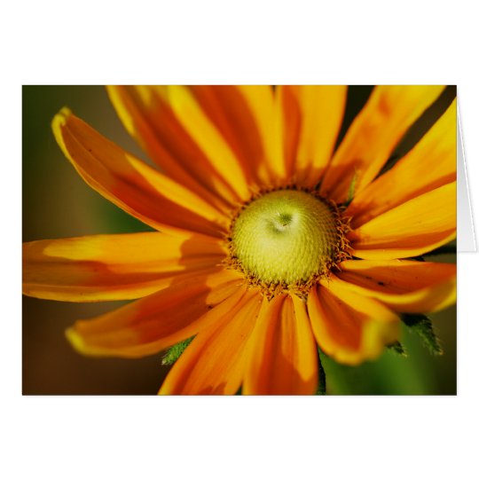 Rudbeckia Bloom Card
