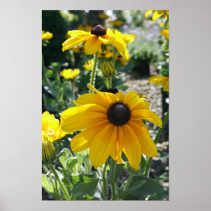 "Rudbeckia Bloom" Poster