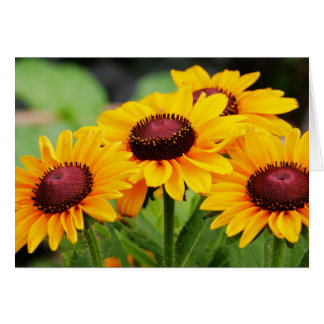 Rudbeckia Blooms