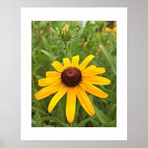 Rudbeckia Blossom and Bud Close-Up Photograph Poster