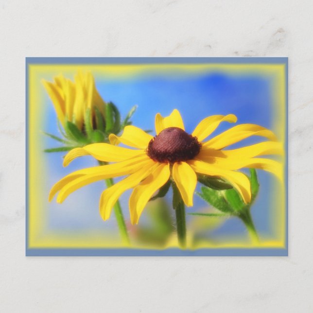 Rudbeckia Blues - Vignette Postcard (Front)