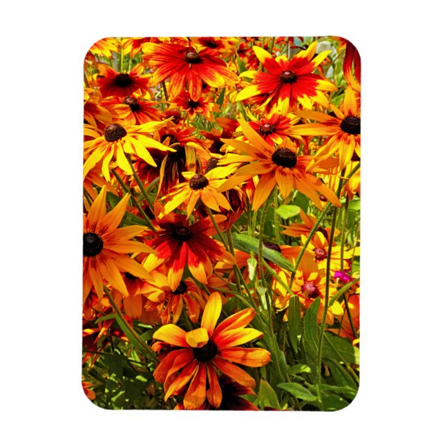RUDBECKIA FLOWERS  MAGNET (Vertical)