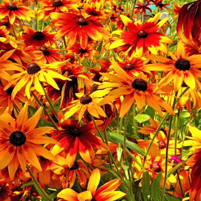 RUDBECKIA FLOWERS    TILE (Creator Uploaded)