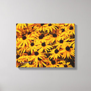 Rudbeckia Fulgida / Orange Coneflower Canvas Print