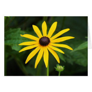 Rudbeckia hirta