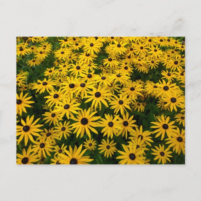 Rudbeckia Hirta (Black-eyed Susans) Postcard (Front)