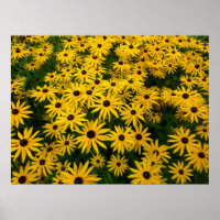 Rudbeckia Hirta (Black-eyed Susans)
