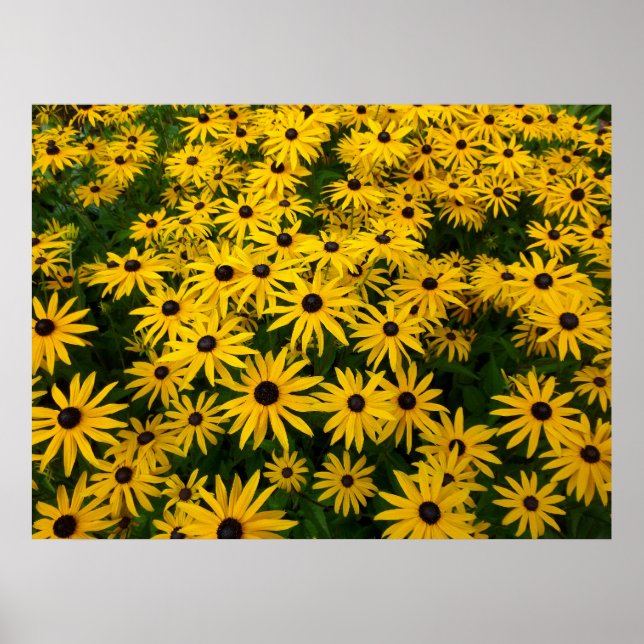 Rudbeckia Hirta (Black-eyed Susans) Poster (Front)