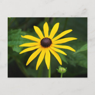 Rudbeckia hirta postcard