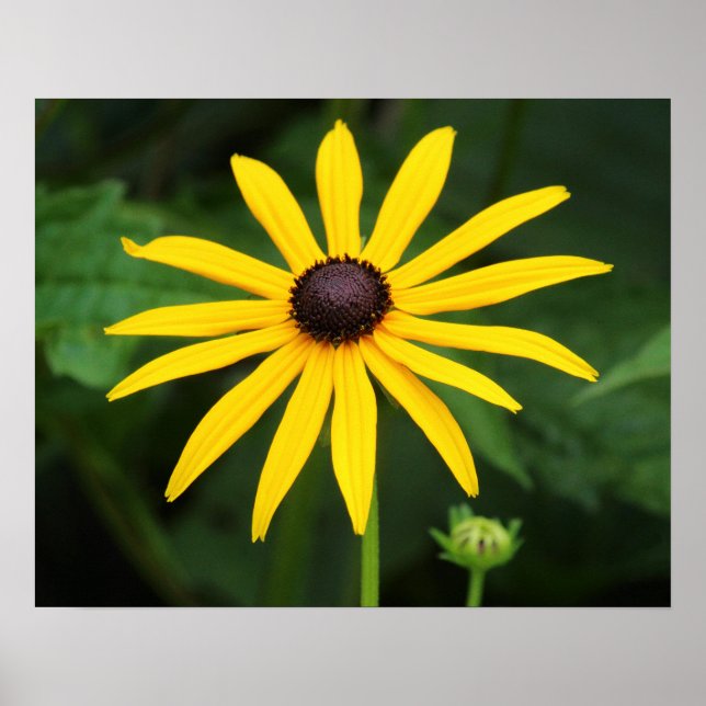 Rudbeckia hirta poster (Front)