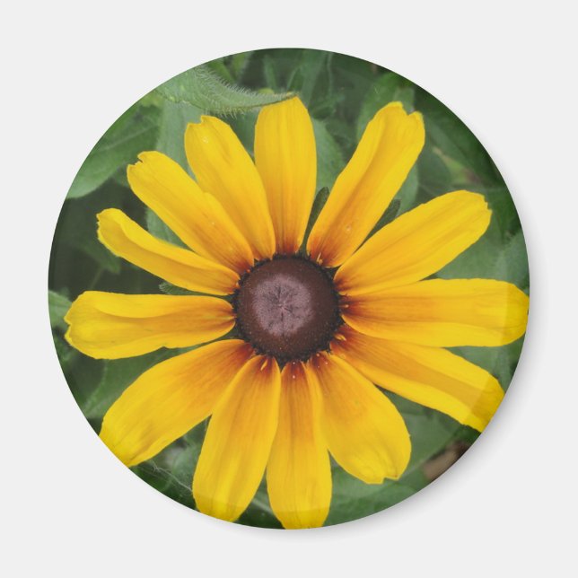 Rudbeckia Magnet (Front)