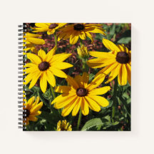 Rudbeckia