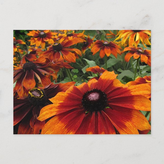 Rudbeckia Postcard (Front)