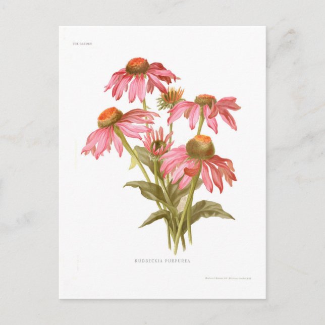 Rudbeckia purpurea postcard (Front)