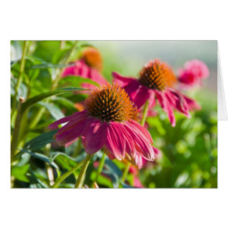 Rudbekia Daisies