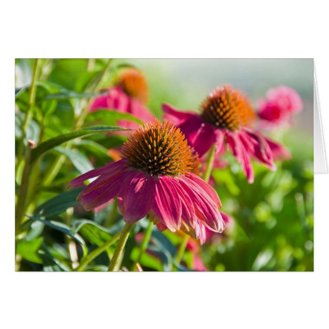 Rudbekia Daisies (Front Horizontal)
