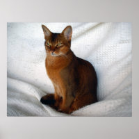 Ruddy Abyssinian Cat