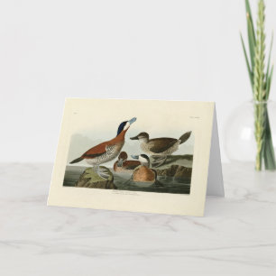 Ruddy Duck from John Audubon's Birds of America Card