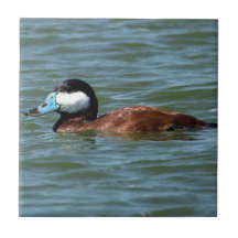 Ruddy Duck