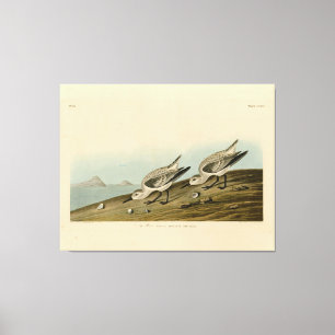 Ruddy Plover (Sanderling) Audubon Birds of America Canvas Print