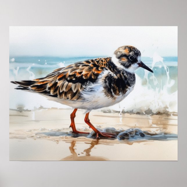 Ruddy Turnstone Bird Art Print Poster (Front)