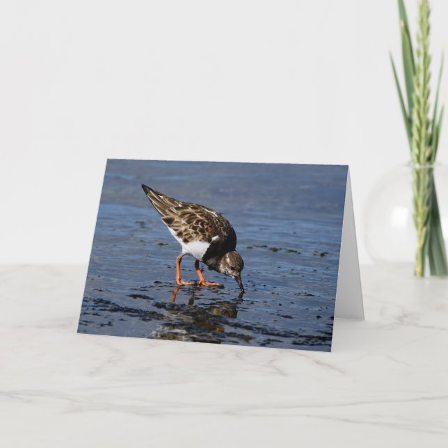 Ruddy Turnstone looking for Food Holiday Card (Front)