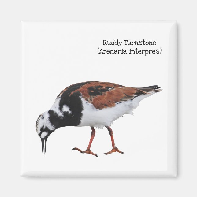 Ruddy Turnstone Magnet (Front)